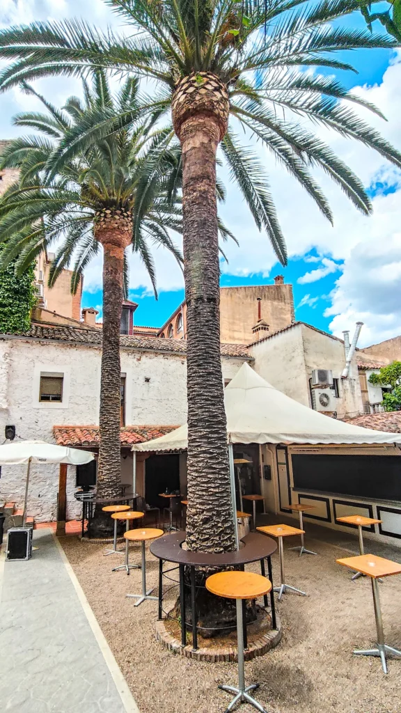 Una de las palmeras del patio vista desde abajo, entre las mesas naranjas